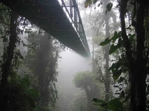 A skywalk leading through a foggy forest